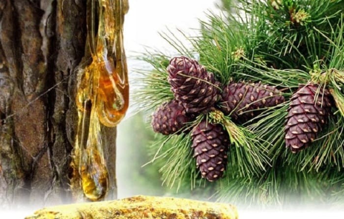 Nhựa thông dùng để làm gì? Đặc điểm nhận biết thông nhựa